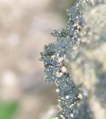 Scytinium imbricatum