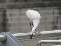 Egretta garzetta