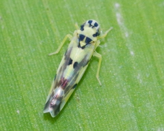 Eupteryx atropunctata