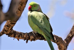 Psittacula krameri krameri