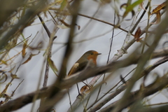 Erithacus rubecula