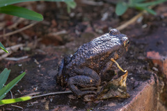 Sclerophrys pusilla