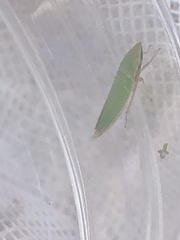 Draeculacephala antica