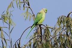 Psittacula krameri krameri