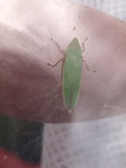 Draeculacephala antica