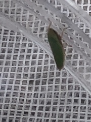 Draeculacephala antica