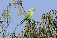 Psittacula krameri krameri