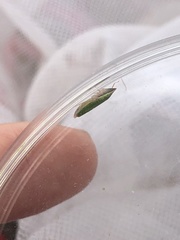 Draeculacephala antica