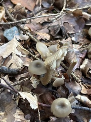 Pseudoclitocybe obbata