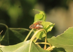 Palpada vinetorum