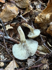 Pseudoclitocybe obbata