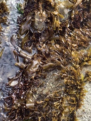 Mazzaella laminarioides