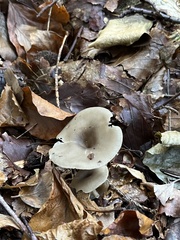Pseudoclitocybe obbata