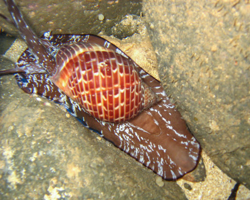 Tonna perdix observed 2006-08-12