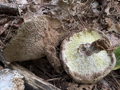 Hypomyces completus