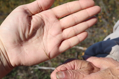 Panicum philadelphicum philadelphicum