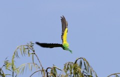 Psittacula krameri krameri