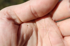 Panicum philadelphicum philadelphicum