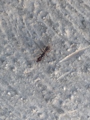 Odontomachus