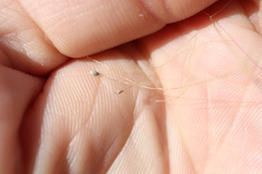 Panicum philadelphicum philadelphicum