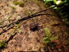 Tylodinus