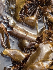 Mazzaella laminarioides