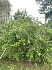 Dovyalis hebecarpa