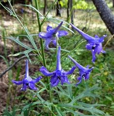 Delphinium scopulorum