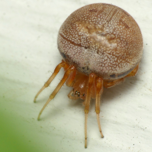 Lattice Orbweaver