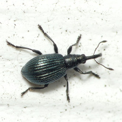 Ischnopterapion virens