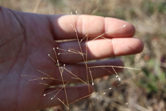 Panicum philadelphicum philadelphicum