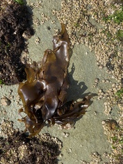 Mazzaella laminarioides