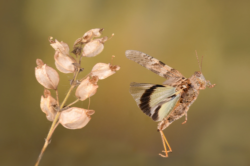 Pallid-winged Grasshopper, Riverside Airport, Riverside, CA, USA, photo 6 of 10