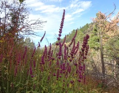 Agastache pallidiflora