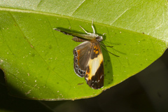 Thenpea penthea
