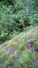 Polygaloides chamaebuxus