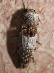 Cryptalaus prosectus