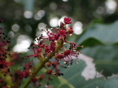 Elattostachys apetala