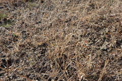 Panicum philadelphicum philadelphicum