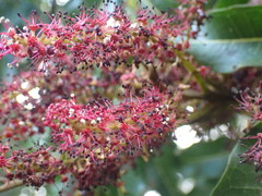 Elattostachys apetala