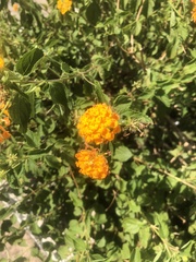 Lantana × strigocamara