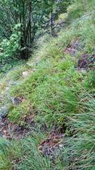 Polygaloides chamaebuxus