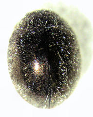 Telsimia subviridis
