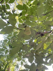 Staphylea pinnata