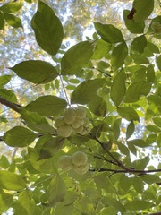 Staphylea pinnata