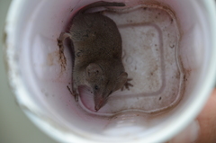 Notiosorex crawfordi