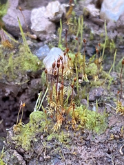 Dicranella rufescens