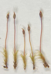 Dicranella rufescens