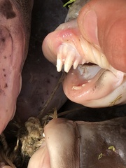 Tautog photo 4