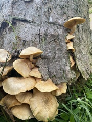 Gymnopilus lepidotus
